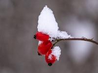 Hagebutten Trio mit Schneehaube
